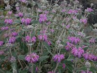 Phlomis purpurea 32, Saxifraga-Ed Stikvoort