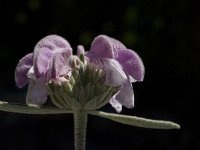 Phlomis purpurea 4, Saxifraga-Willem van Kruijsbergen