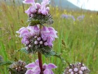 Phlomoides tuberosa 4, Saxifraga-Ed Stikvoort