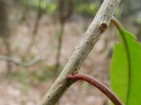 Photinia davidiana 4, Saxifraga-Rutger Barendse