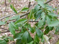 Photinia davidiana 5, Saxifraga-Rutger Barendse