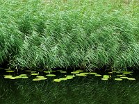 Phragmites australis 11, Riet, Saxifrga-Mark Zekhuis