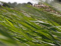 Phragmites australis 15, Riet, Saxifraga-Rudmer Zwerver