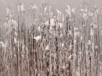 Phragmites australis 18, Riet, Saxifraga-Piet Munsterman