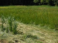 Phragmites australis 2, Riet, Saxifraga-Jan van der Straaten