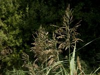 Phragmites australis 22, Riet, Saxifraga-Jan van der Straaten