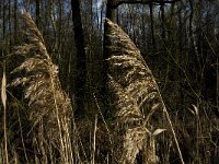 Phragmites australis 23, Riet, Saxifraga-Jan van der Straaten