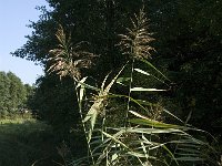 Phragmites australis 24, Riet, Saxifraga-Jan van der Straaten