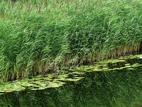 Phragmites australis 25, Riet, Saxifrga-Mark Zekhuis