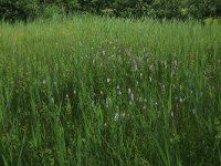 Phragmites australis 28, Riet,  Saxifraga-Hans Boll