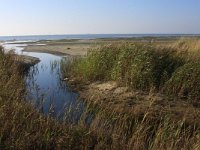 Phragmites australis 30, Riet, Saxifraga-Hans Boll