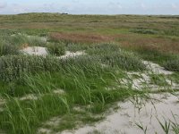 Phragmites australis 32, Riet, Saxifraga-Hans Boll