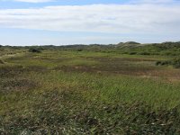 Phragmites australis 35, Riet, Saxifraga-Hans Boll