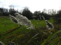 Phragmites australis 36, Riet, Saxifraga-Rutger Barendse