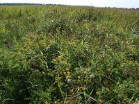 Phragmites australis 38, Riet, Saxifraga-Hans Boll