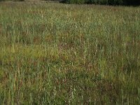 Phragmites australis 46, Riet, Saxifraga-Hans Boll