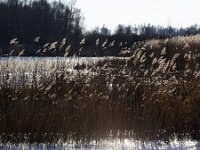 Phragmites australis 49, Riet, Saxifraga-Roel Meijer