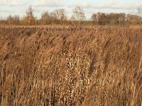 Phragmites australis 54, Riet, Saxifraga-Tom Heijnen