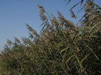 Phragmites australis 9, Riet, Saxifraga-Jan van der Straaten