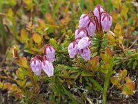 Phyllodoce caerulea 11, Saxifraga-Hans Dekker