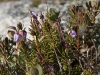 Phyllodoce caerulea 13, Saxifraga-Willem van Kruijsbergen