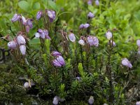 Phyllodoce caerulea 4, Saxifraga-Willem van Kruijsbergen