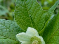 Physalis alkekengi 10, Echte lampionplant, Saxifraga-Ed Stikvoort