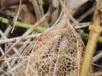 Physalis alkekengi 11, Echte lampionplant, Saxifraga-Rutger Barendse