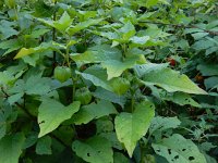 Physalis alkekengi 15, Echte lampionplant, Saxifraga-Ed Stikvoort