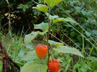 Physalis alkekengi 16, Echte lampionplant, Saxifraga-Ed Stikvoort