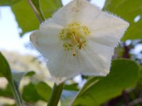 Physalis alkekengi 17, Echte lampionplant, Saxifraga-Ed Stikvoort