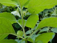 Physalis alkekengi 18, Echte lampionplant, Saxifraga-Ed Stikvoort