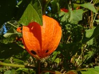 Physalis alkekengi 19, Echte lampionplant, Saxifraga-Ed Stikvoort