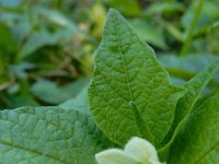 Physalis alkekengi 20, Echte lampionplant, Saxifraga-Ed Stikvoort