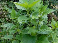 Physalis alkekengi 21, Echte lampionplant, Saxifraga-Ed Stikvoort