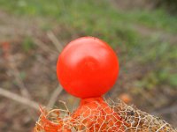 Physalis alkekengi 23, Echte lampionplant, Saxifraga-Rutger Barendse