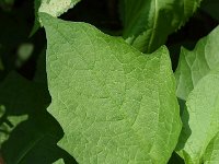 Physalis alkekengi 24, Echte lampionplant, Saxifraga-Sonja Bouwman