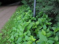 Physalis alkekengi 3, Echte lampionplant, Saxifraga-Rutger Barendse