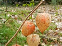 Physalis alkekengi 4, Echte lampionplant, Saxifraga-Rutger Barendse