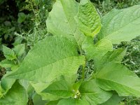 Physalis alkekengi 5, Echte lampionplant, Saxifraga-Rutger Barendse