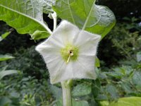 Physalis alkekengi 7, Echte lampionplant, Saxifraga-Rutger Barendse