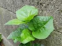 Physalis alkekengi 8, Echte lampionplant, Saxifraga-Rutger Barendse