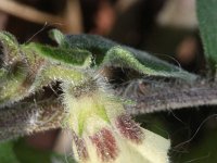 Physalis grisea 2, Saxifraga-Rutger Barendse