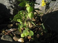 Physalis grisea 3, Saxifraga-Rutger Barendse