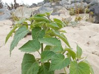 Physalis peruviana 10, Goudbes, Saxifraga-Ed Stikvoort