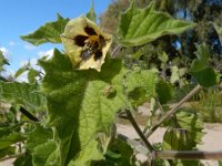 Physalis peruviana 18, Goudbes, Saxifraga-Ed Stikvoort