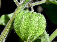 Physalis peruviana 21, Goudbes, Saxifraga-Sonja Bouwman  772. Goudbes - Physalis peruviana - Solanaceae familie (zw)