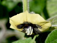 Physalis peruviana 22, Goudbes, Saxifraga-Sonja Bouwman  772. Goudbes - Physalis peruviana - Solanaceae familie (zw)