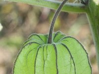 Physalis peruviana 3, Goudbes, Saxifraga-Rutger Barendse