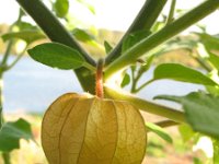 Physalis peruviana 4, Goudbes, Saxifraga-Rutger Barendse